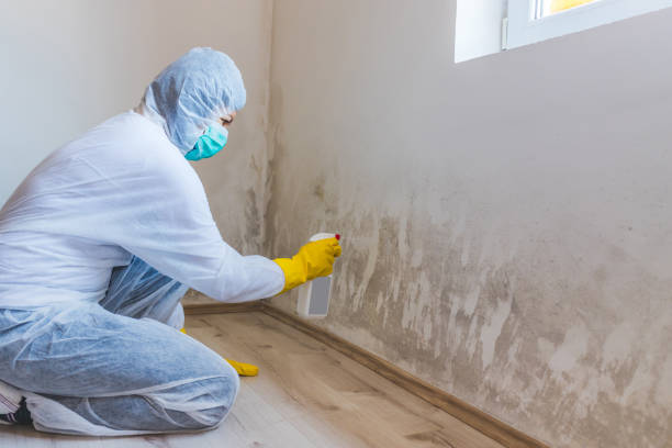 Professional mold removal team in Jacksonville