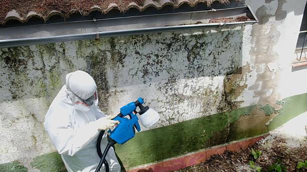 Mold Remediation service in Jacksonville, Jacksonville, TX